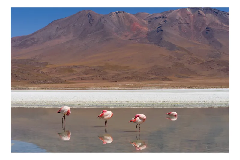 Tablou Canvas, "Flamingo roz într-un peisaj montan", Flamingo, Lac, Munți, Reflecție, Cer, Peisaj, Serenitate, Natură, 90 x 50 cm