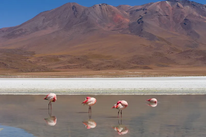 Tablou Canvas, "Flamingo roz într-un peisaj montan", Flamingo, Lac, Munți, Reflecție, Cer, Peisaj, Serenitate, Natură, 150 x 100 cm – poza 2