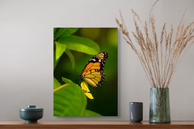 Tablou Canvas, "Fluture pe floare însorită", Fluture, Aripă, Natură, Frunză, Floare, Viu, Frumos, Colorat, Detaliu, 39 x 54 cm – poza 3