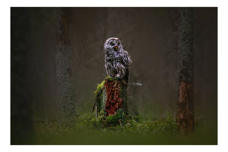 Tablou Canvas, "Bufniță solitară în pădurea înnegurată", Bufniță, Noapte, Pădure, Trunchi, Muschi, Mister, Calm, Natură, Umbre, 90 x 50 cm