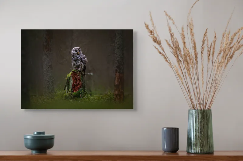 Tablou Canvas, "Bufniță solitară în pădurea înnegurată", Bufniță, Noapte, Pădure, Trunchi, Muschi, Mister, Calm, Natură, Umbre, 54 x 39 cm – poza 4