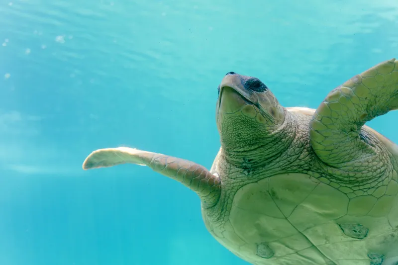 Tablou Canvas, "Țestoasa în albastrul oceanului liniștit", Turtle, Water, Graceful, Swimming, Tranquil, 150 x 100 cm – poza 2