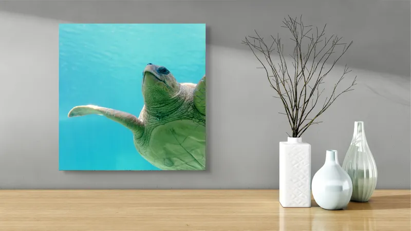 Tablou Canvas, "Țestoasa în albastrul oceanului liniștit", Turtle, Water, Graceful, Swimming, Tranquil, 50 x 50 cm – poza 3