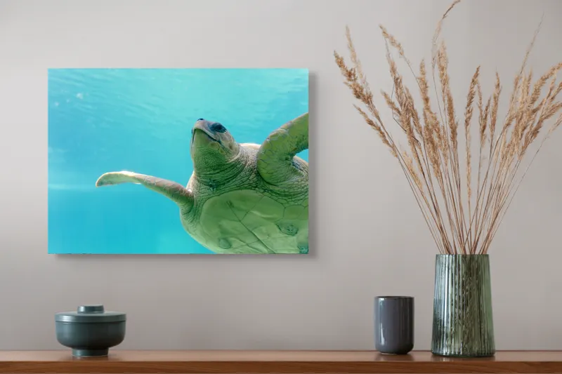 Tablou Canvas, "Țestoasa în albastrul oceanului liniștit", Turtle, Water, Graceful, Swimming, Tranquil, 54 x 39 cm – poza 4