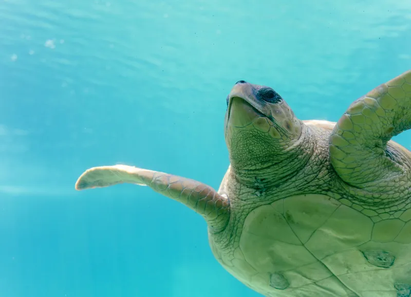Tablou Canvas, "Țestoasa în albastrul oceanului liniștit", Turtle, Water, Graceful, Swimming, Tranquil, 54 x 39 cm – poza 2