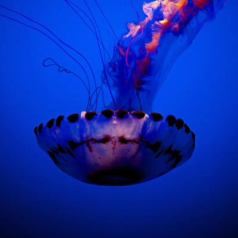Tablou Canvas, "Meduza dansând în albastrul oceanului", Meduză, Lumină, Albastru, Frumusețe, Ocean, Grație, Mister, Eleganță, Tentacule, Natură., 100 x 100 cm – poza 2
