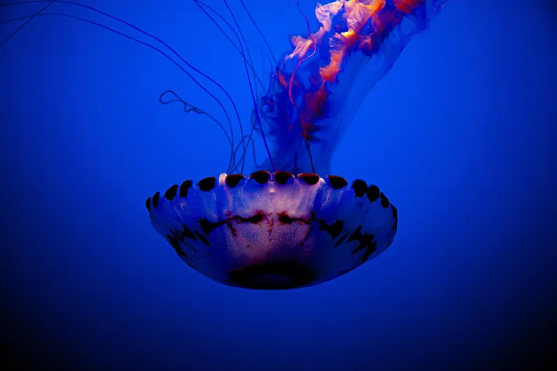 Tablou Canvas, "Meduza dansând în albastrul oceanului", Meduză, Lumină, Albastru, Frumusețe, Ocean, Grație, Mister, Eleganță, Tentacule, Natură., 150 x 100 cm – poza 2