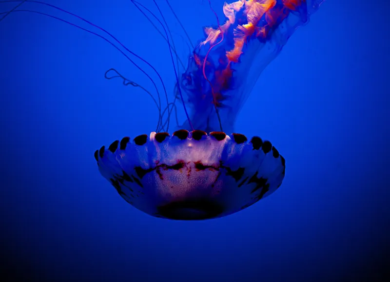 Tablou Canvas, "Meduza dansând în albastrul oceanului", Meduză, Lumină, Albastru, Frumusețe, Ocean, Grație, Mister, Eleganță, Tentacule, Natură., 54 x 39 cm – poza 2