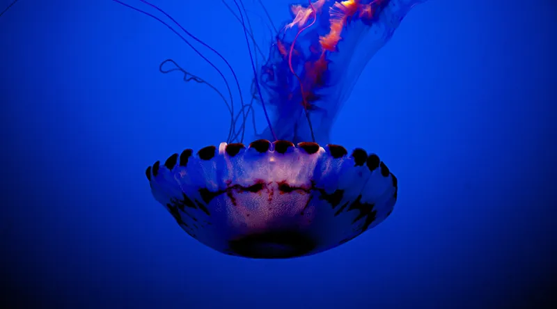 Tablou Canvas, "Meduza dansând în albastrul oceanului", Meduză, Lumină, Albastru, Frumusețe, Ocean, Grație, Mister, Eleganță, Tentacule, Natură., 90 x 50 cm – poza 2