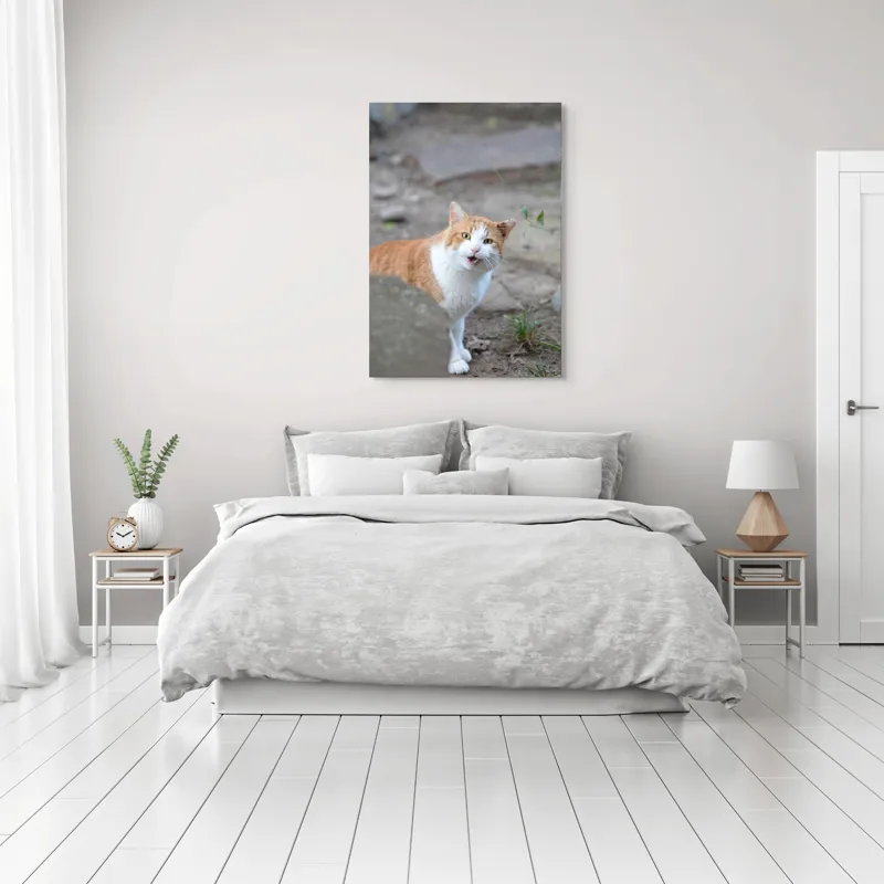 Tablou Canvas, "Pisica surprinsă în mijlocul zilei", Pisică, Portocalie, Albă, Urechiușe, Surprinsă, Grădină, Privire, Exclamativă, 70 x 100 cm – poza 3