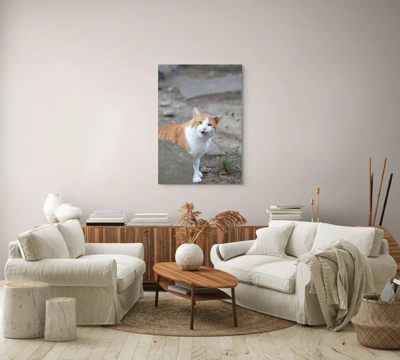 Tablou Canvas, "Pisica surprinsă în mijlocul zilei", Pisică, Portocalie, Albă, Urechiușe, Surprinsă, Grădină, Privire, Exclamativă, 70 x 100 cm – poza 4