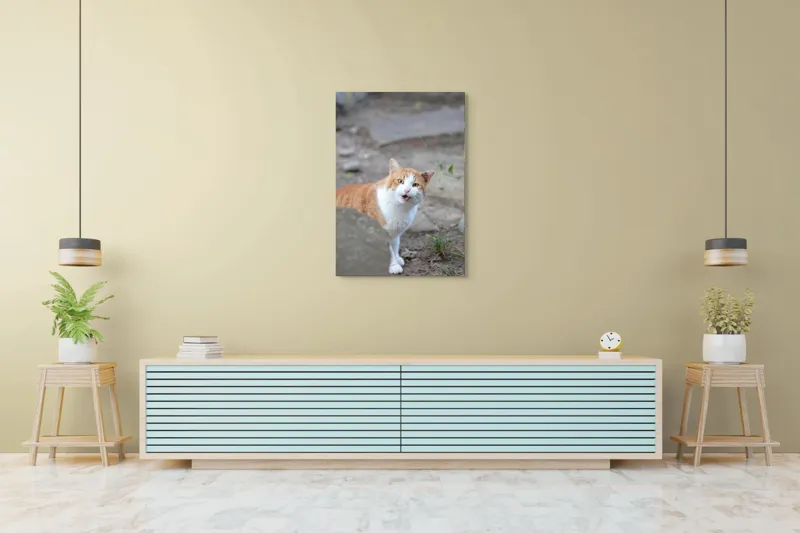 Tablou Canvas, "Pisica surprinsă în mijlocul zilei", Pisică, Portocalie, Albă, Urechiușe, Surprinsă, Grădină, Privire, Exclamativă, 70 x 100 cm – poza 5