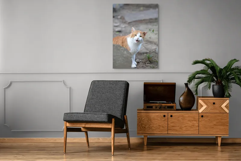 Tablou Canvas, "Pisica surprinsă în mijlocul zilei", Pisică, Portocalie, Albă, Urechiușe, Surprinsă, Grădină, Privire, Exclamativă, 70 x 100 cm – poza 6