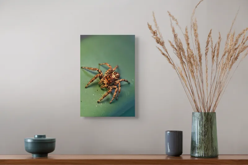 Tablou Canvas Sărutul Păianjenului pe Frunză Turcoaz Natură Detalii, 26 x 39 cm – poza 5