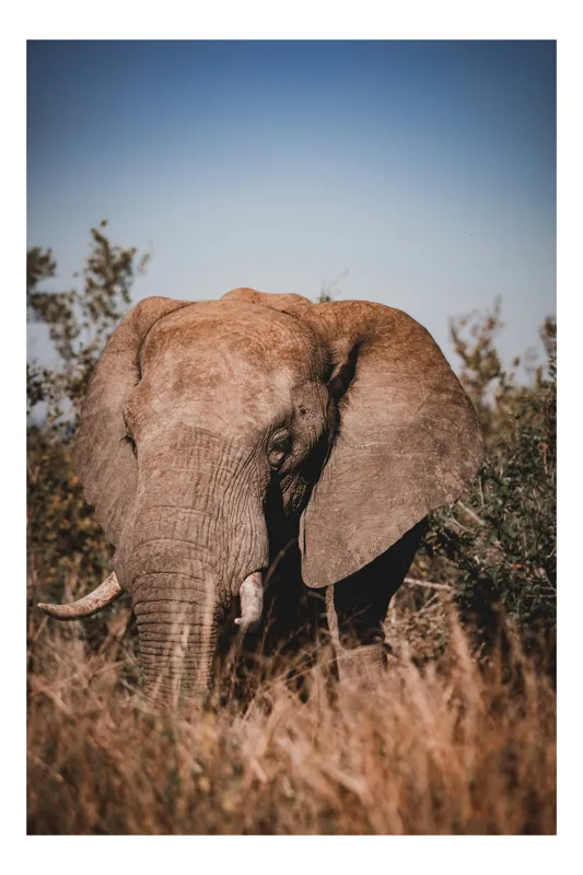 Tablou Canvas, "Elefantul în savana africană", Elefant, Natură, Vegetație, Tranquilitate, Măreție, Savană, Urechi, Trompă, Colți, Peisaj., 26 x 39 cm