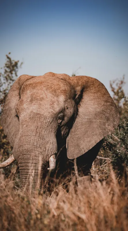 Tablou Canvas, "Elefantul în savana africană", Elefant, Natură, Vegetație, Tranquilitate, Măreție, Savană, Urechi, Trompă, Colți, Peisaj., 50 x 90 cm – poza 2