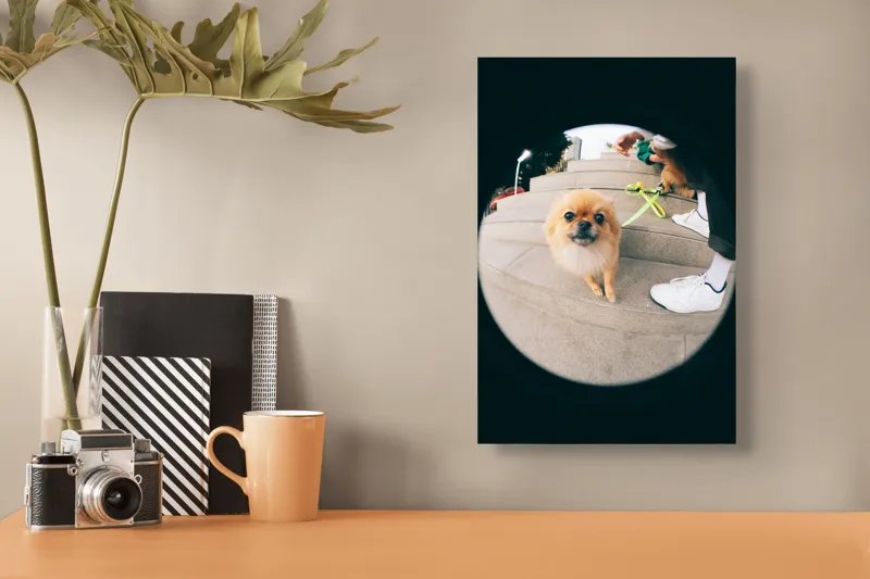 Tablou Canvas Pomeranian pe trepte gălăgioase, 26 x 39 cm – poza 3