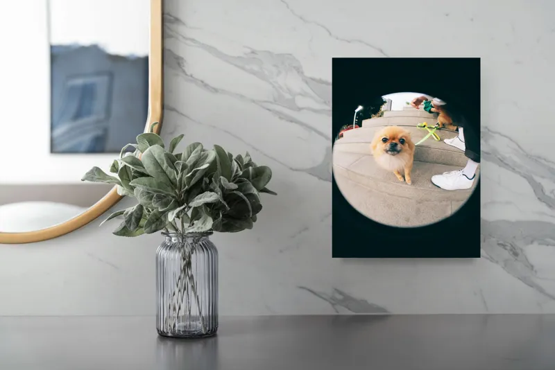 Tablou Canvas Pomeranian pe trepte gălăgioase, 26 x 39 cm – poza 4