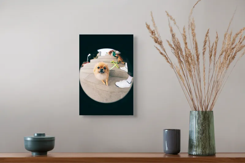 Tablou Canvas Pomeranian pe trepte gălăgioase, 26 x 39 cm – poza 5