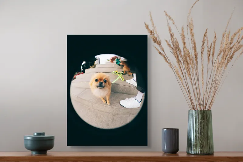 Tablou Canvas Pomeranian pe trepte gălăgioase, 39 x 54 cm – poza 3