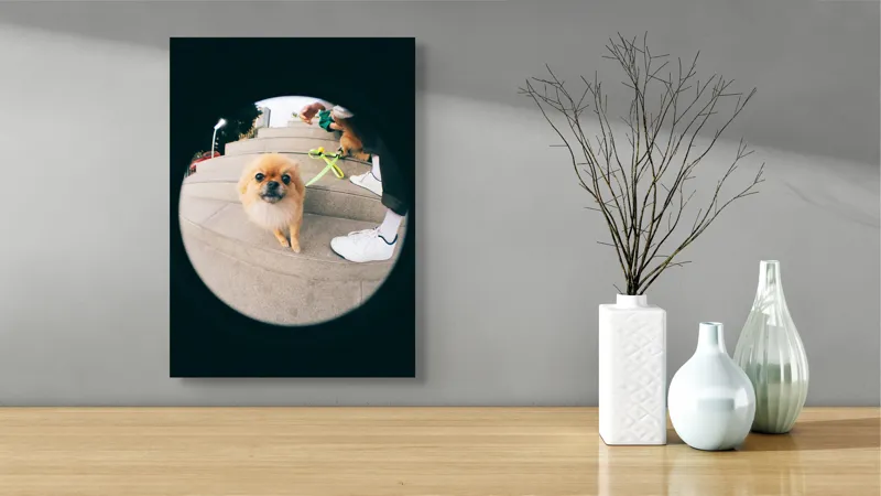 Tablou Canvas Pomeranian pe trepte gălăgioase, 39 x 54 cm – poza 4