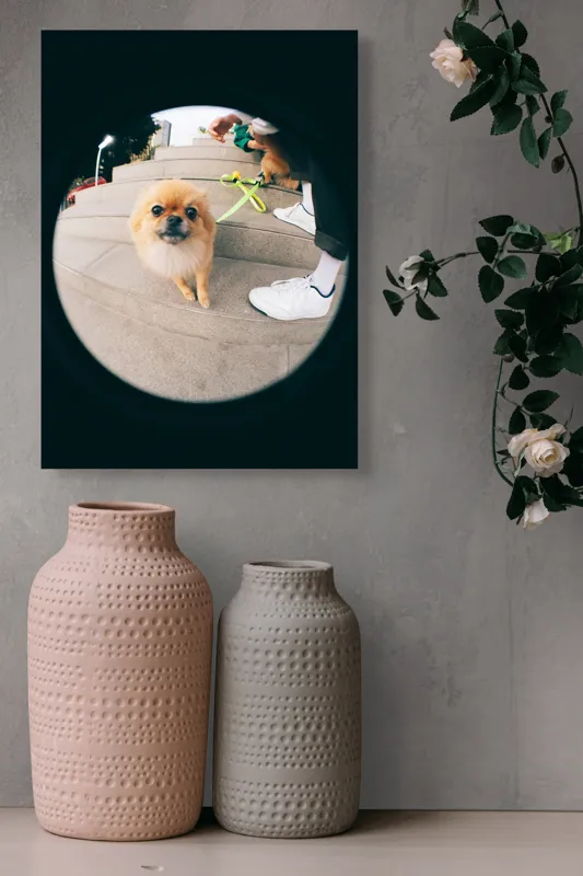 Tablou Canvas Pomeranian pe trepte gălăgioase, 39 x 54 cm – poza 6