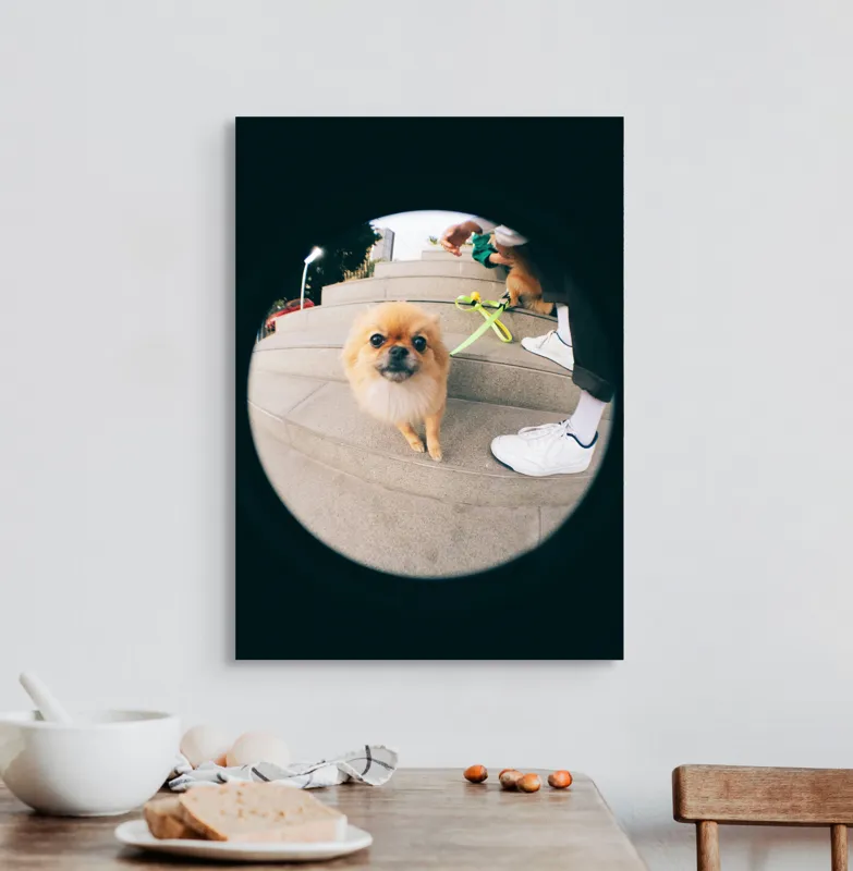 Tablou Canvas Pomeranian pe trepte gălăgioase, 50 x 70 cm – poza 3