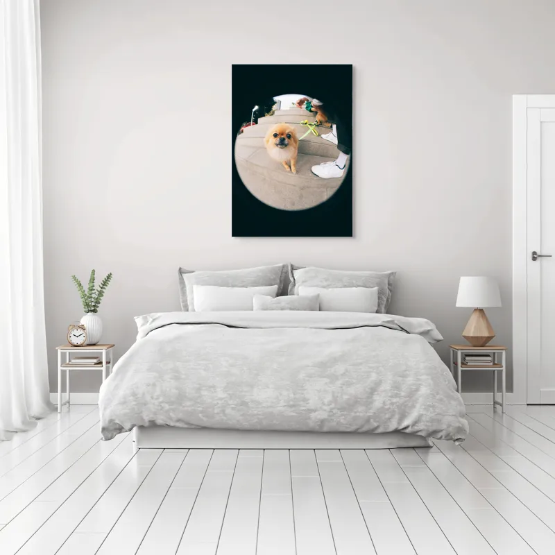 Tablou Canvas Pomeranian pe trepte gălăgioase, 70 x 100 cm – poza 3