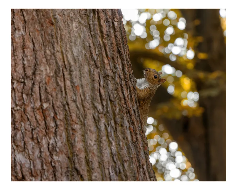 Tablou Canvas Veveriță pe Copac, Natură și Frunze de Toamnă Maro, 150 x 100 cm
