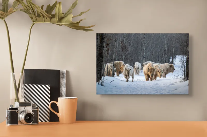 Tablou Canvas Bizonii albi pe zăpadă în pădure, 39 x 26 cm – poza 3