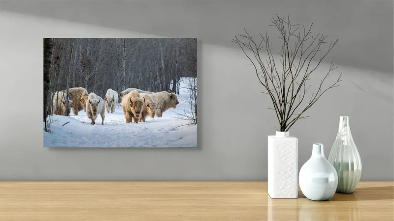 Tablou Canvas Bizonii albi pe zăpadă în pădure, 54 x 39 cm – poza 3