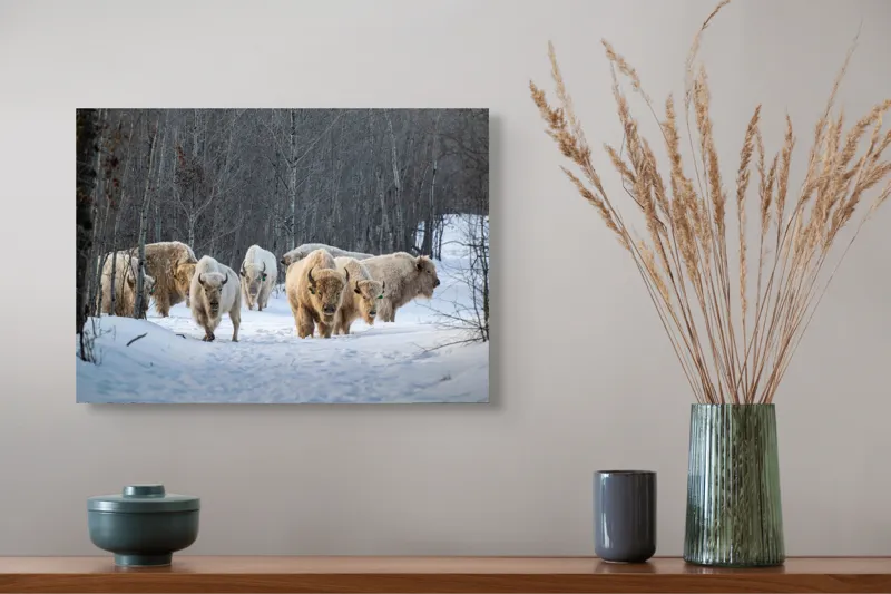 Tablou Canvas Bizonii albi pe zăpadă în pădure, 54 x 39 cm – poza 4