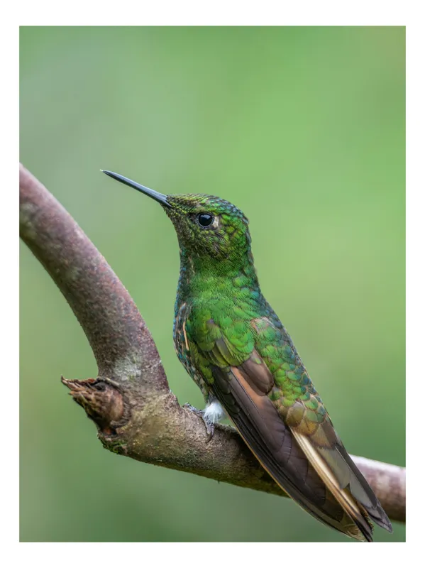 Tablou Canvas Colibri pe Ramură, Verde – Artă Naturală, 39 x 54 cm