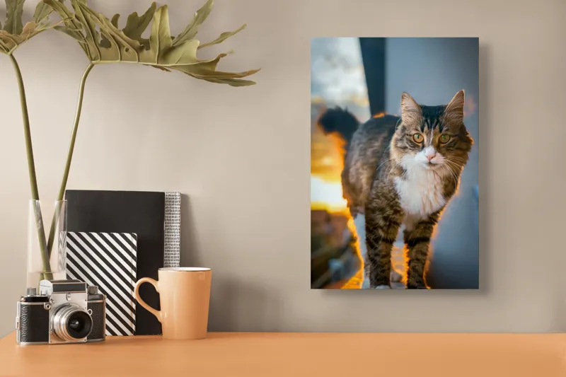 Tablou Canvas Pisică în lumina apusului blând, artă naturală, 26 x 39 cm – poza 3