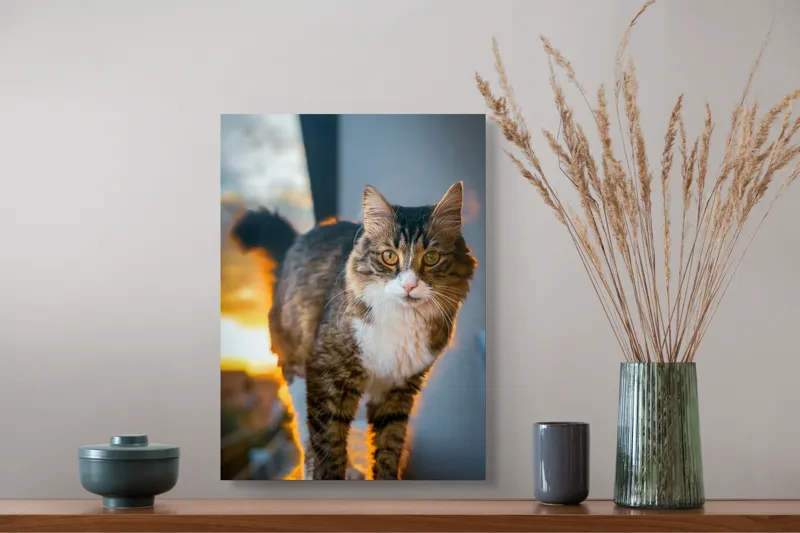 Tablou Canvas Pisică în lumina apusului blând, artă naturală, 39 x 54 cm – poza 3