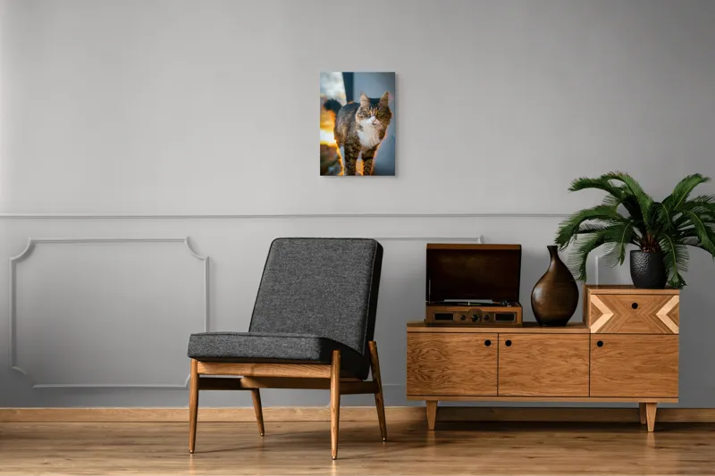 Tablou Canvas Pisică în lumina apusului blând, artă naturală, 39 x 54 cm – poza 8