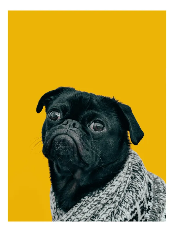 Tablou Canvas Pug în Pulover Croșetat - Artă Expresivă, 50 x 90 cm
