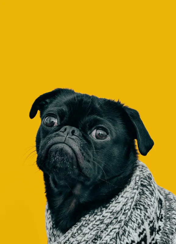 Tablou Canvas Pug în Pulover Croșetat - Artă Expresivă, 39 x 54 cm – poza 2