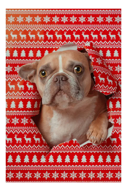 Tablou Canvas Bulldog surpriză de Crăciun, Câine Adorabil, 70 x 100 cm
