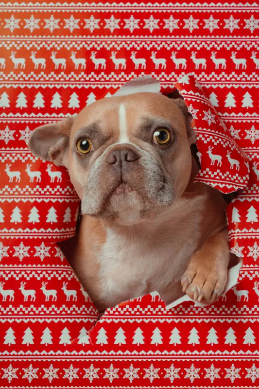 Tablou Canvas Bulldog surpriză de Crăciun, Câine Adorabil, 26 x 39 cm – poza 2