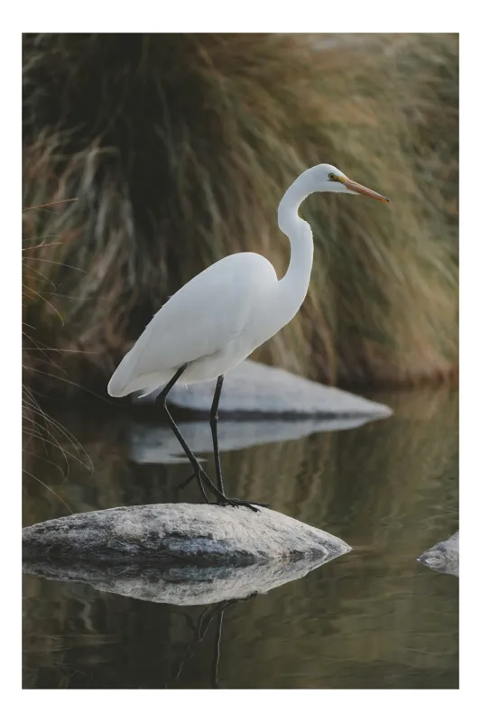 Tablou Canvas Egret Solitar pe Pietra Reflectantă Natură, 70 x 100 cm