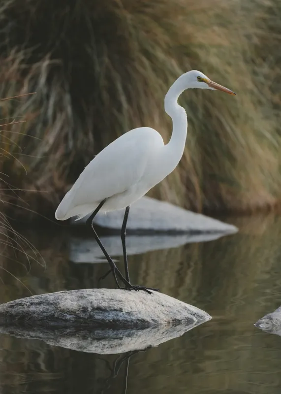 Tablou Canvas Egret Solitar pe Pietra Reflectantă Natură, 50 x 70 cm – poza 2