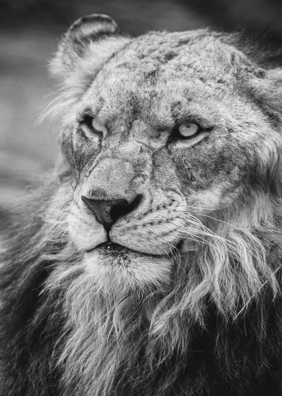 Tablou Canvas Leu Majestuos Regele Savanei Africane Artă Murală, 50 x 70 cm – poza 2