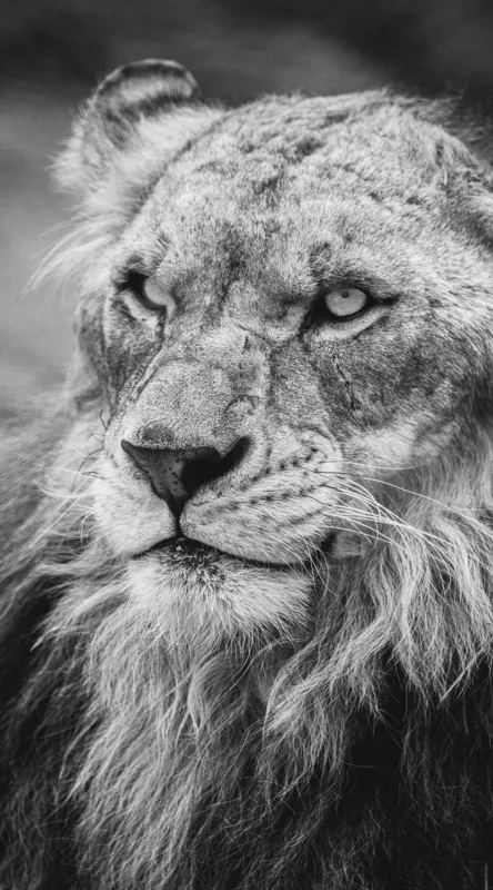 Tablou Canvas Leu Majestuos Regele Savanei Africane Artă Murală, 50 x 90 cm – poza 2