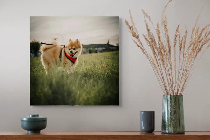 Tablou Canvas Câine în Parc Verde - Artă Natură și Fericire, 50 x 50 cm – poza 4