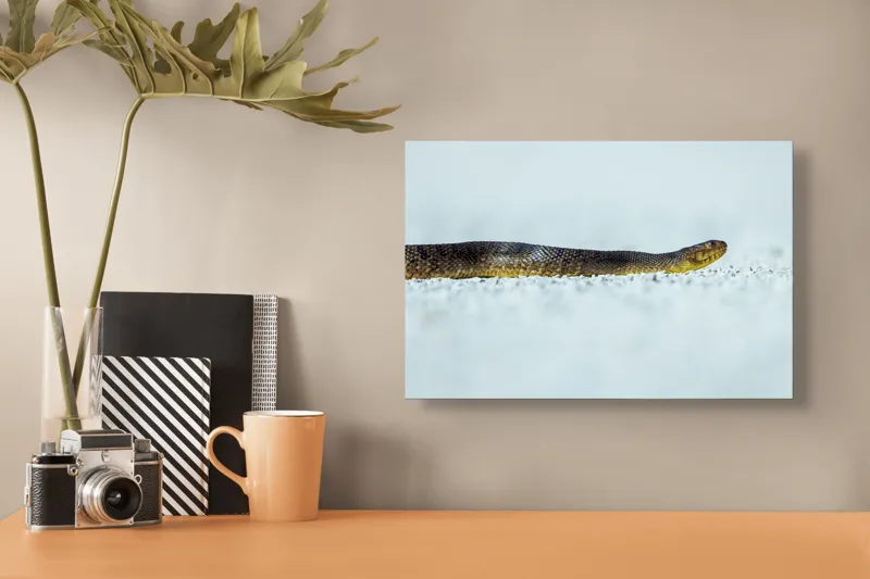 Tablou Canvas Șarpe în lumina dimineții adormiți - Artă Naturală, 39 x 26 cm – poza 3