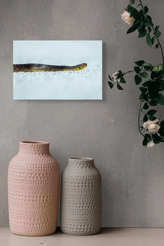 Tablou Canvas Șarpe în lumina dimineții adormiți - Artă Naturală, 39 x 26 cm – poza 4