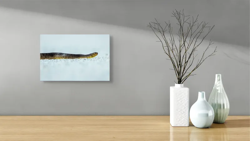 Tablou Canvas Șarpe în lumina dimineții adormiți - Artă Naturală, 39 x 26 cm – poza 8