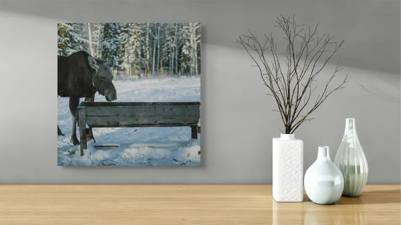 Tablou Canvas Elan în pădurea înzăpezită pe fundal de iarnă, 50 x 50 cm – poza 3