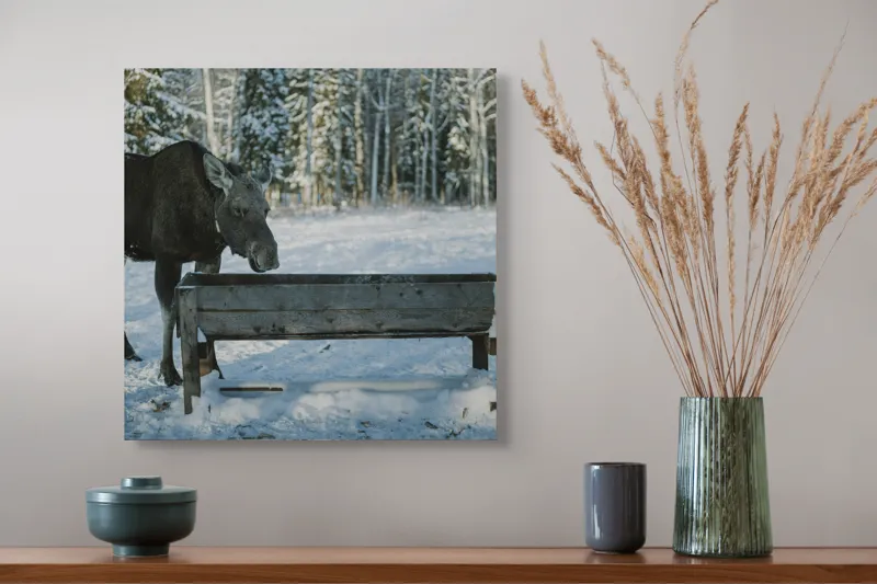 Tablou Canvas Elan în pădurea înzăpezită pe fundal de iarnă, 50 x 50 cm – poza 4
